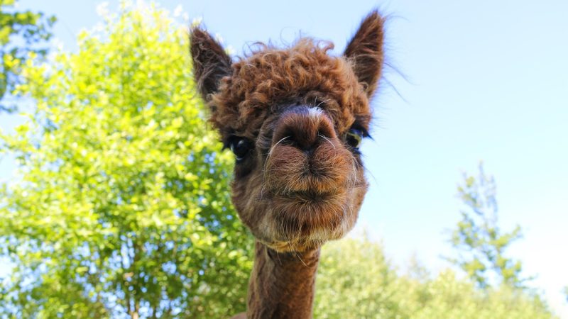 Новогодние игрушки из ваты своими руками мастер класс с фото и видео